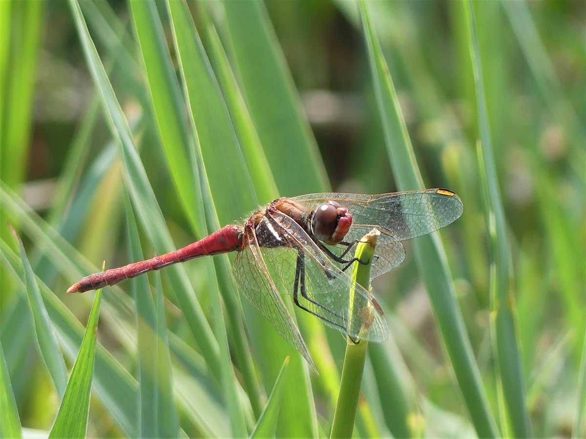 Sympetrum_fonscolombii